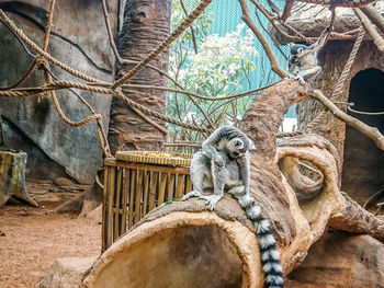 Monkey sitting on tree branch in zoo