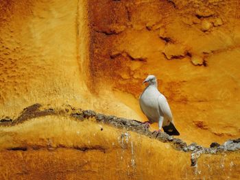 Seagull perching on a wall