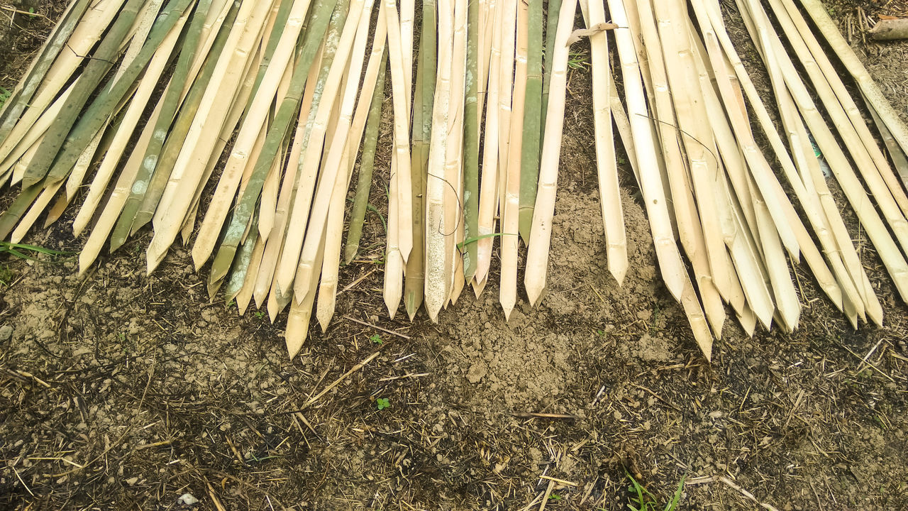 HIGH ANGLE VIEW OF BAMBOO TREES ON FIELD