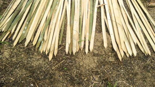 High angle view of bamboo on field