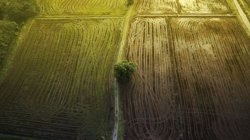 Crops growing in farm