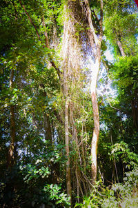 Trees growing in forest