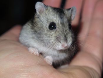 Cropped image of hand holding mouse