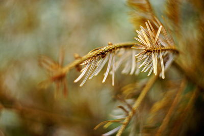 Close-up of wilted plant in field