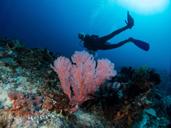 Full length of woman swimming undersea