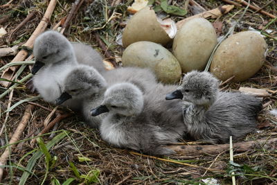 Baby swans in nest