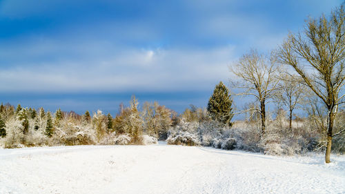 Snow covered trees against sky