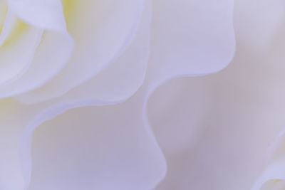 Close-up of white rose flower