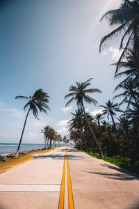 Palm trees on road by sea against sky