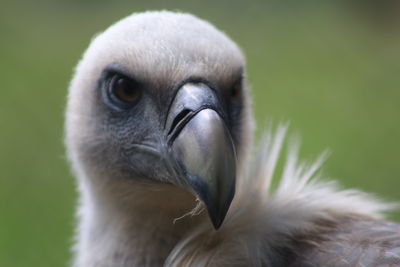 Close-up of a bird looking away