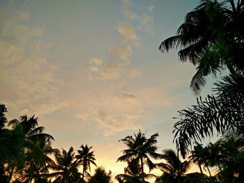 Low angle view of palm trees against cloudy sky