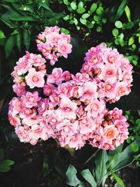 Close-up of pink flowers