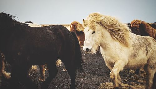 View of two horses on field