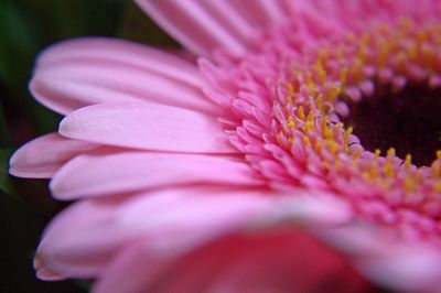 Close-up of pink flower