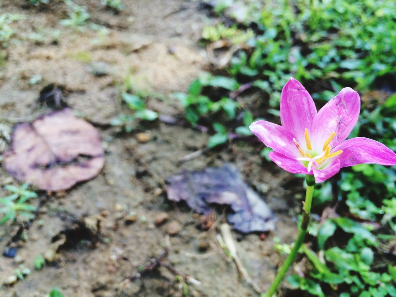 CLOSE-UP OF PINK CROCUS FLOWER