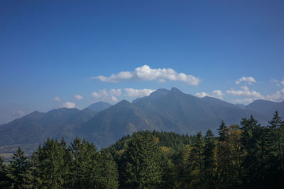 View of trees in forest against cloudy sky