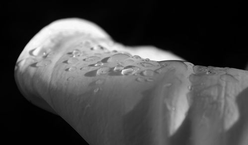 Close-up of flower over black background