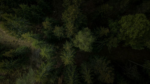 High angle view of pine trees in forest