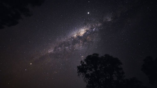 Low angle view of trees against sky at night