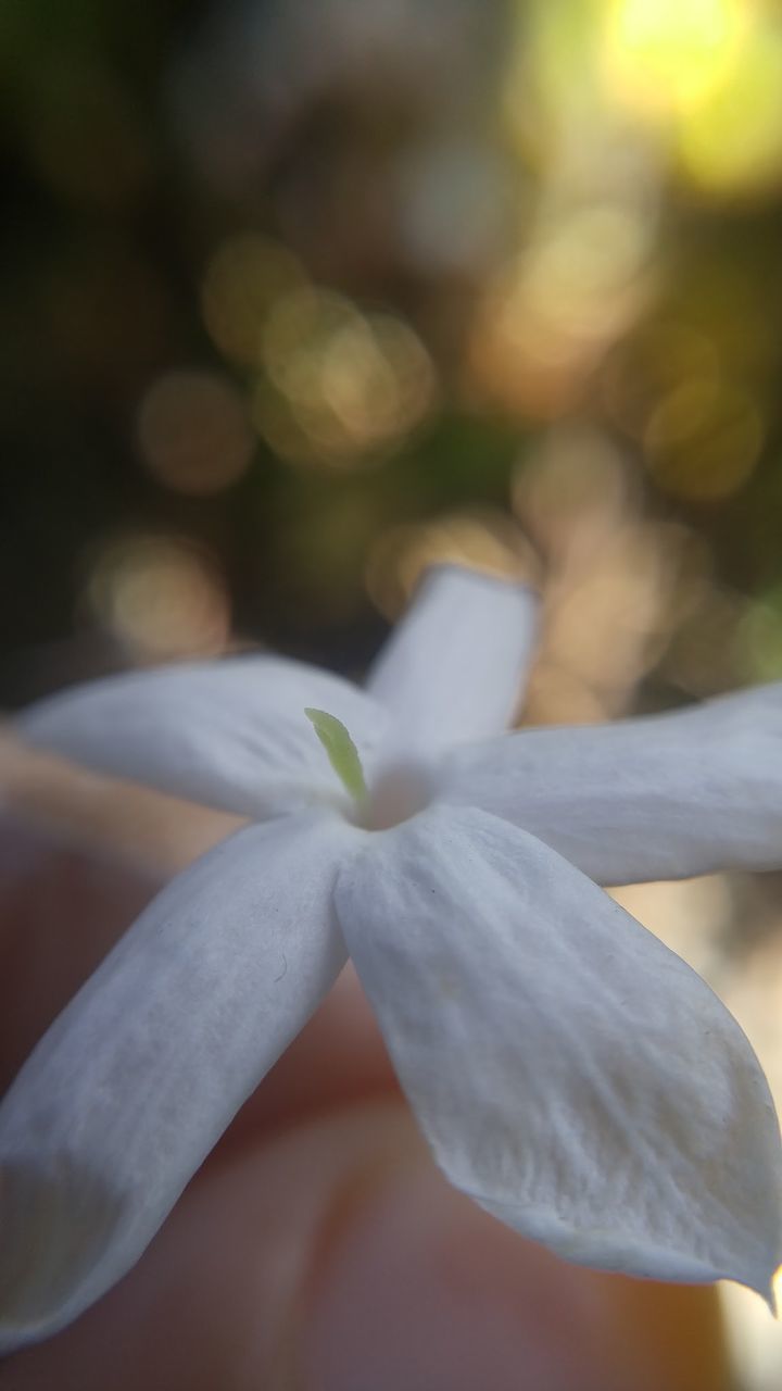 flower, fragility, petal, close-up, beauty in nature, nature, freshness, flower head, growth, plant, focus on foreground, day, outdoors, no people