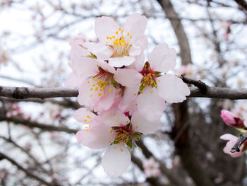 Close-up of cherry blossoms in spring
