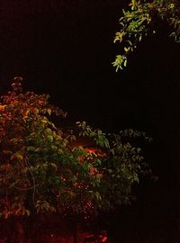 Low angle view of trees against the sky