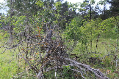 Trees growing in forest