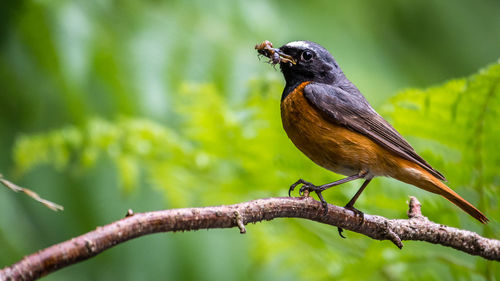 Close-up of bird perching on branch