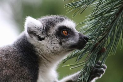 Close-up of meerkat on branch