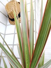 Close-up of plants in basket