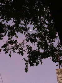 Low angle view of flowering plant against sky