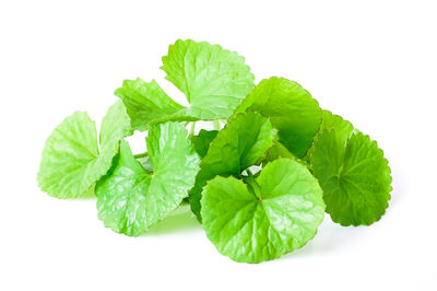 Close-up of fresh green plant against white background