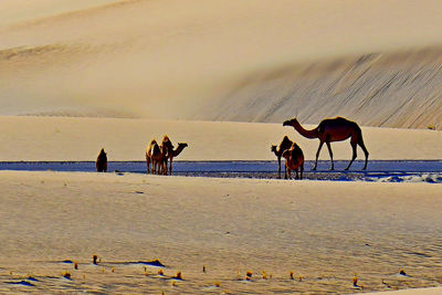 Horses at beach against sky