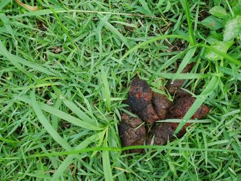 High angle view of frog on field