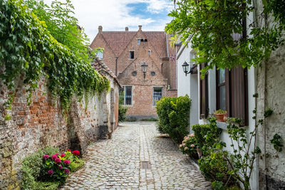 Footpath amidst plants