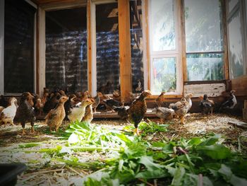 View of an animal on the window