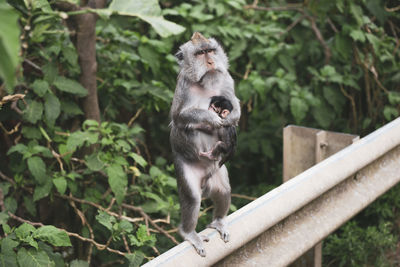 Monkey with baby sitting on railing against trees in bali. 