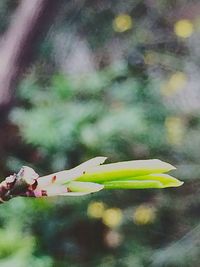 Close-up of yellow flower