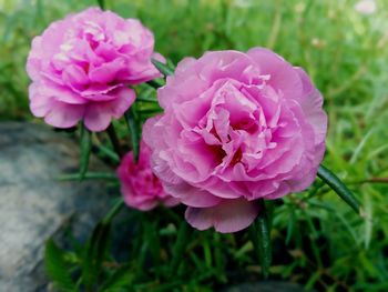 Close-up of pink rose