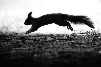 Full length of a dog running on field