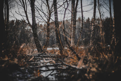 Bare trees in forest during winter