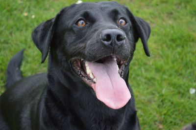 Close-up portrait of black dog