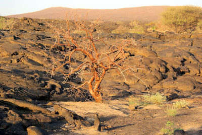 Danakil desert