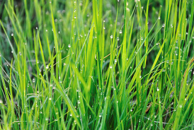 Full frame shot of green plants on field