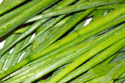 Full frame shot of wet leaf