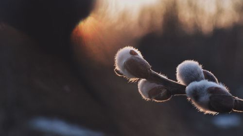 Close-up of an animal