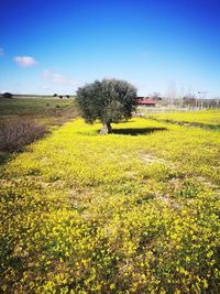 Scenic view of field against sky