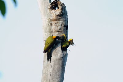 Low angle view of bird perching on wooden post against sky