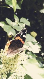 Close-up of butterfly pollinating on flower