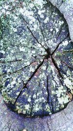 Low angle view of flower tree